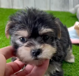 Morkie Puppies For Sale - Windy City Pups